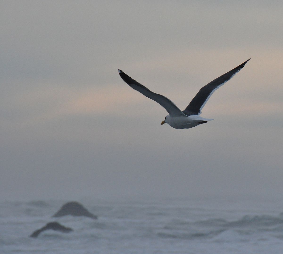 Gull - from the Bandon Thanksgiving 2011 photo gallery.