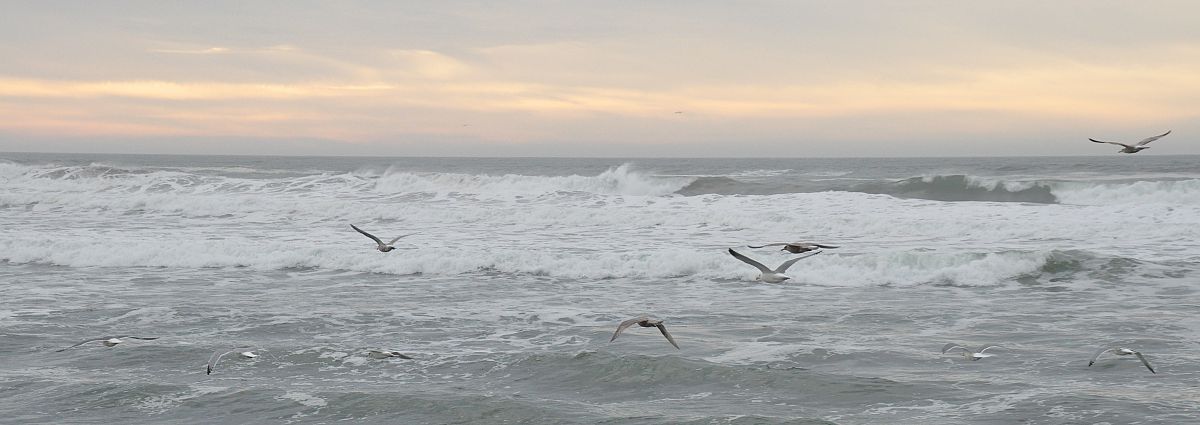 Gulls in late afternoon light - from the Bandon Thanksgiving 2011 photo gallery.