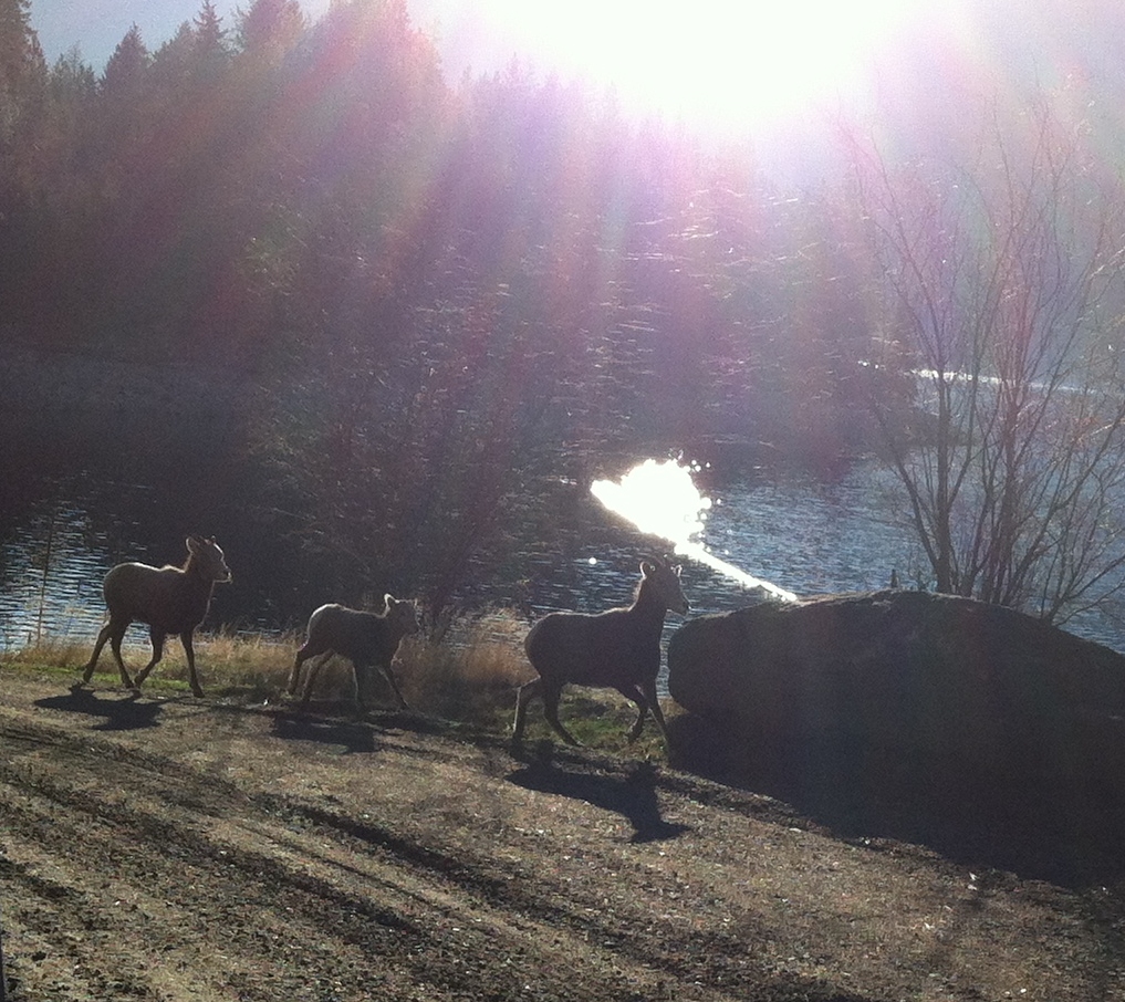 Three little Rocky Mountain Bighorn sheep - from the Castlegar Fall 2012 photo gallery.