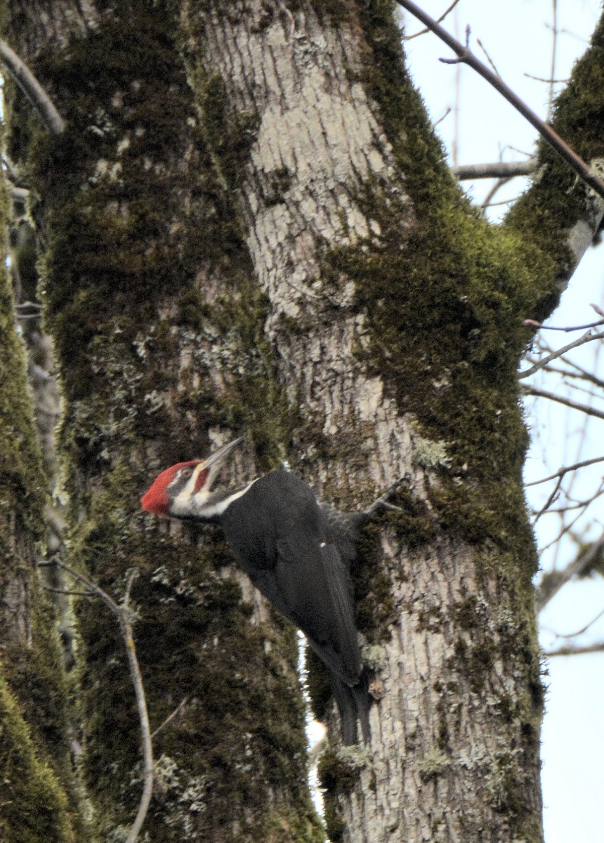 Woodpecker - from the Dirt Biking with Miriam and Rodney photo gallery.