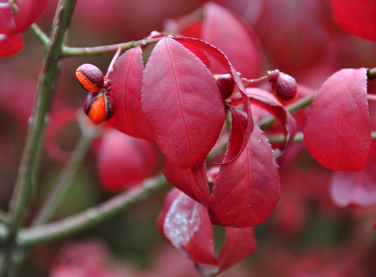 Bright red leaves and berries - from the Fall Colors 2012 photo gallery.
