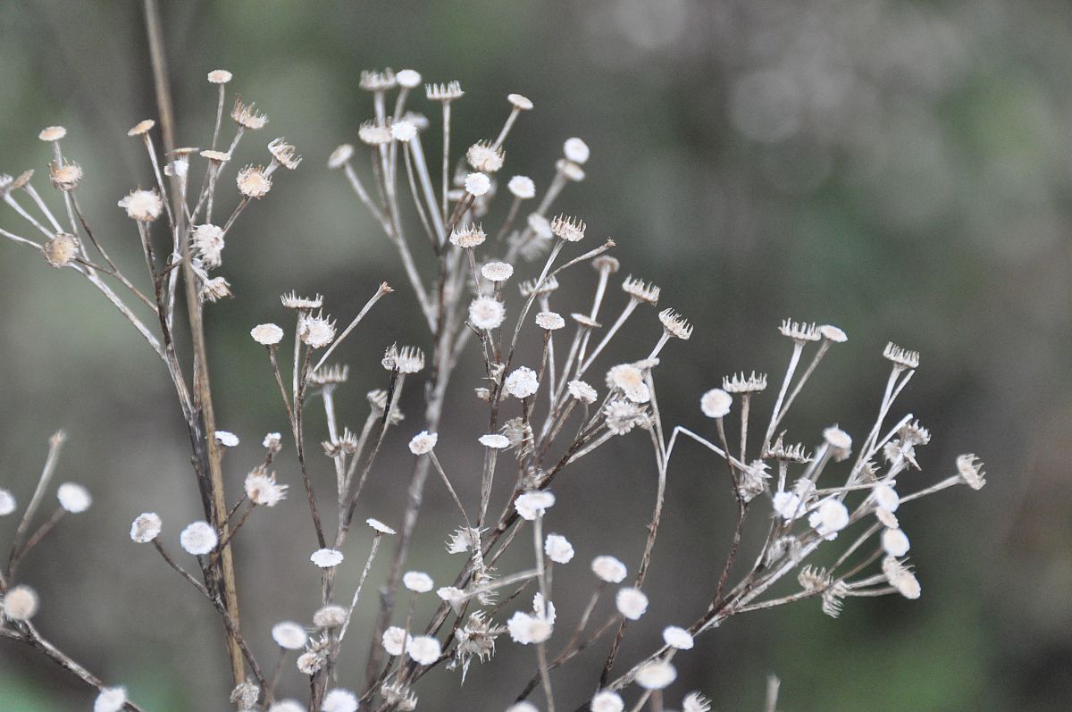 Winter foliage - from the January 2012 at the Cottams photo gallery.