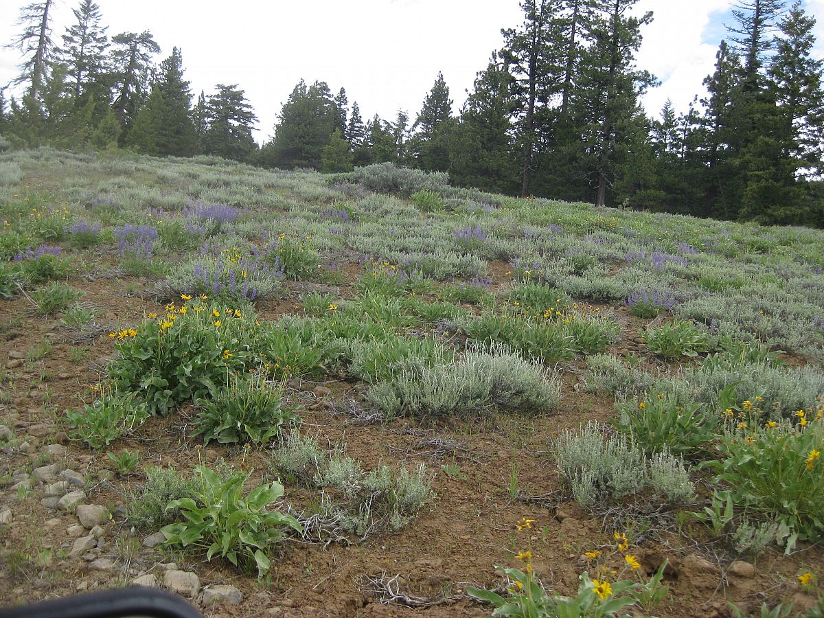 Fantastic wildflowers all over the place - from the Land Rover Rally Prineville July 2012 photo gallery.