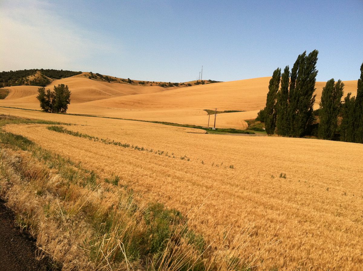 Amber waves of grain - from the Motorcycle summer trip 2012 photo gallery.