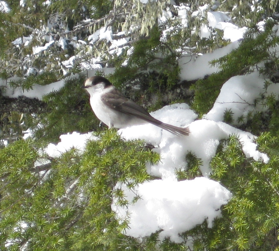 Birds at Twin Lakes - from the Snowshoe Trip to Twin Lake 2013 photo gallery.