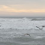 Gulls in late afternoon light
