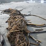 Kelp on the beach