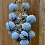 Grapes on the back fence